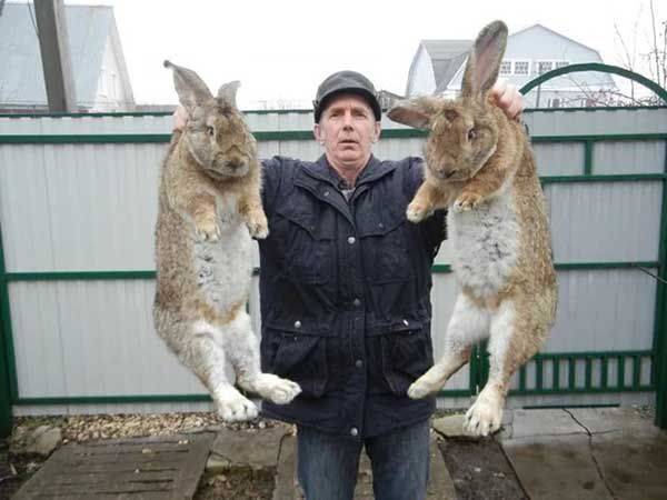 Кролики породы фландр - особенности разведения