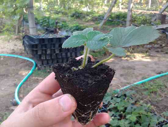 Почва для садовой клубники: состав и подготовка грунта для посадки
