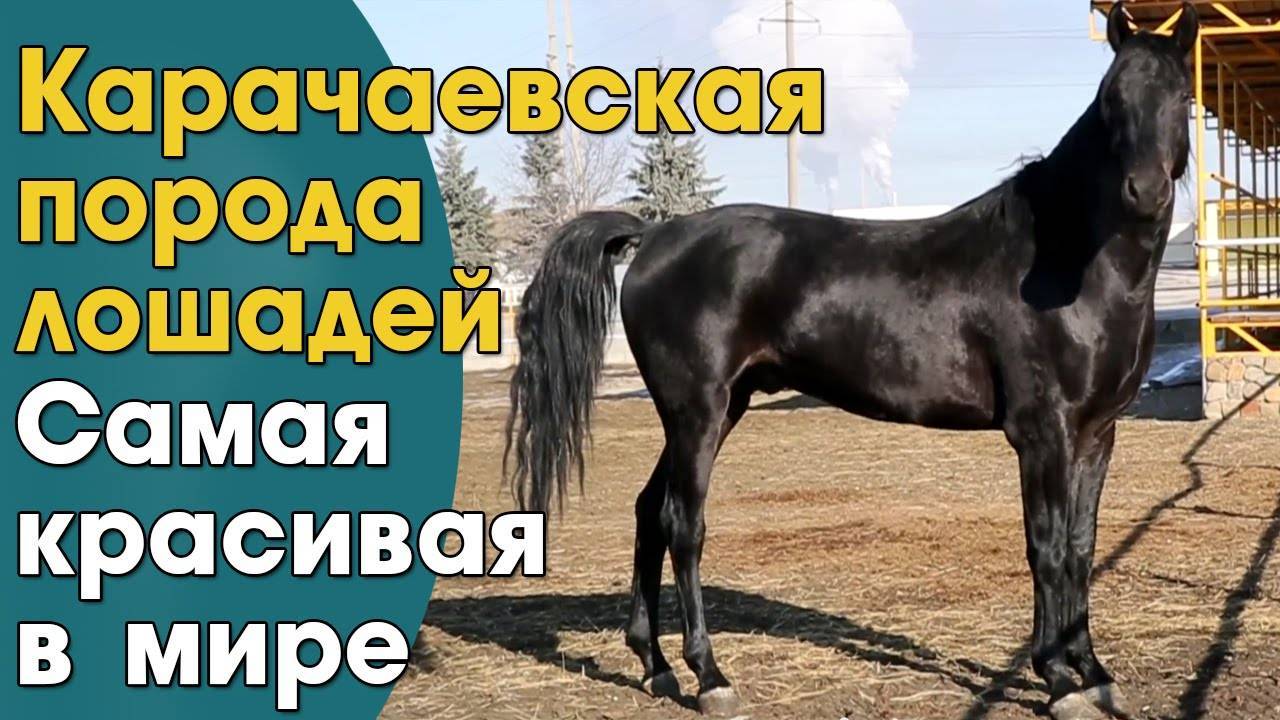 Вся информация о карачаевской породе лошадей