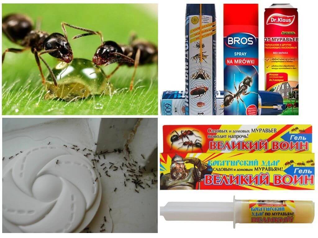 Как избавиться от муравьев в бане? народные и химические способы
