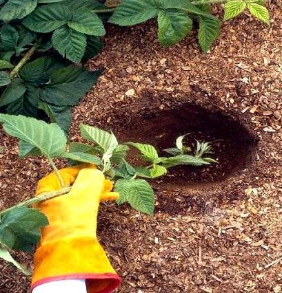 Как сажать и выращивать ежевику на приусадебном участке