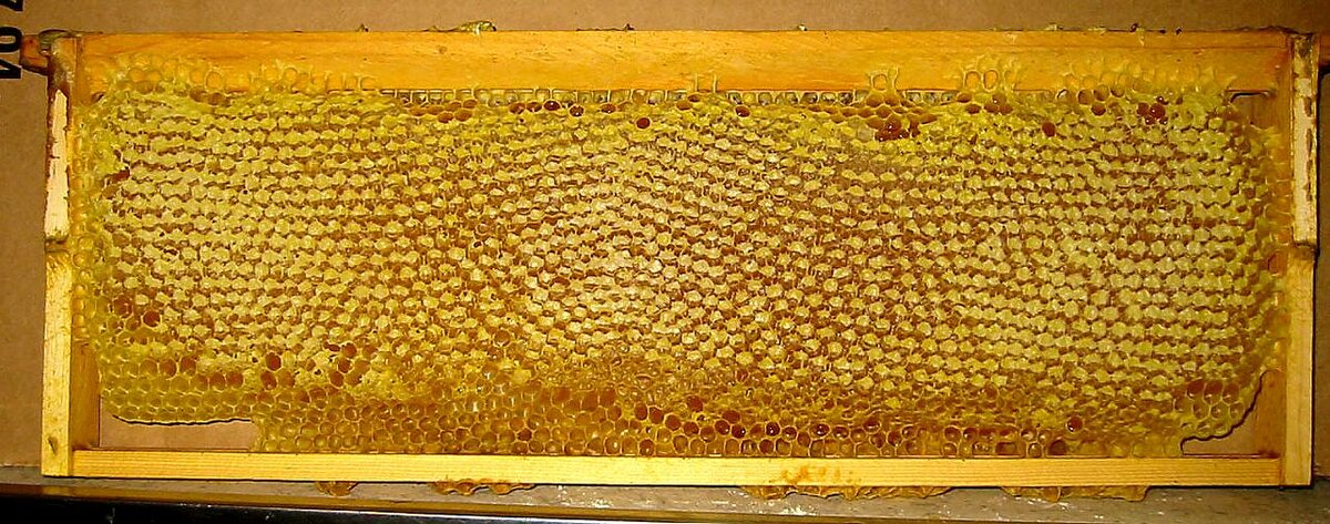Главный медосбор – условия увеличения медосбора - начинающему пчеловоду