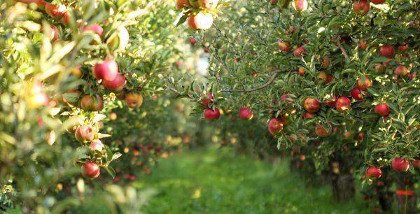 Как правильно посадить яблоню весной Ленинградской области, выращивание и уход