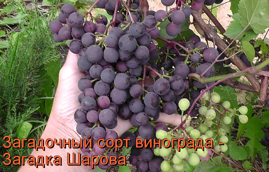 Описание сорта винограда Загадка Шарова, разведение, посадка и уход