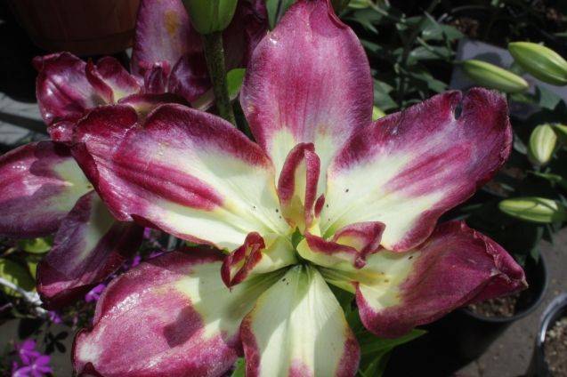 Как пересадить и размножить лилию в саду – пошаговый мастер-класс с фото
