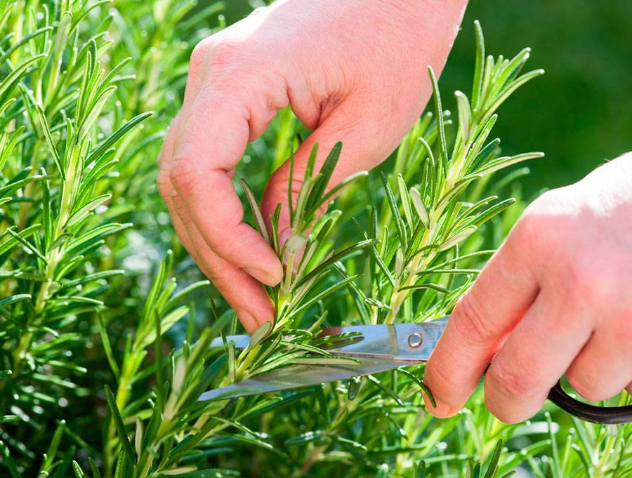 Как правильно вырастить душицу (орегано) из семян — полезные советы по уходу и посадке