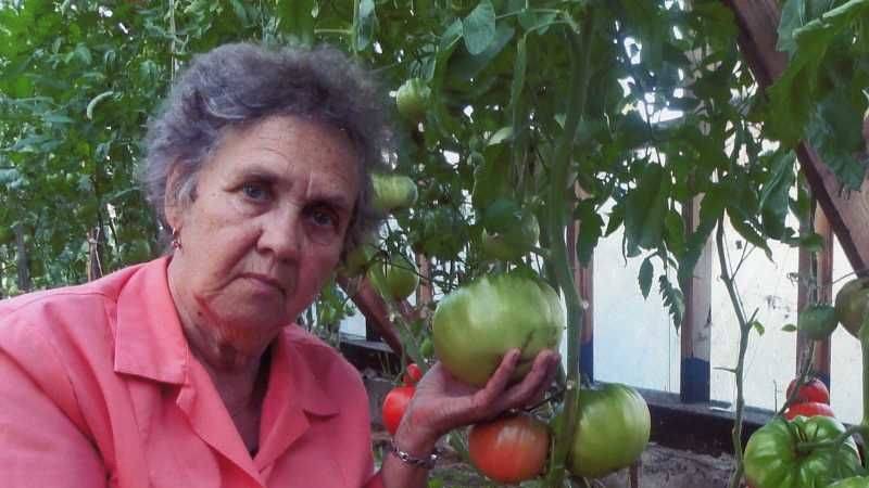 Томат деревенский