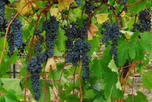 Устойчивые к болезням сорта винограда