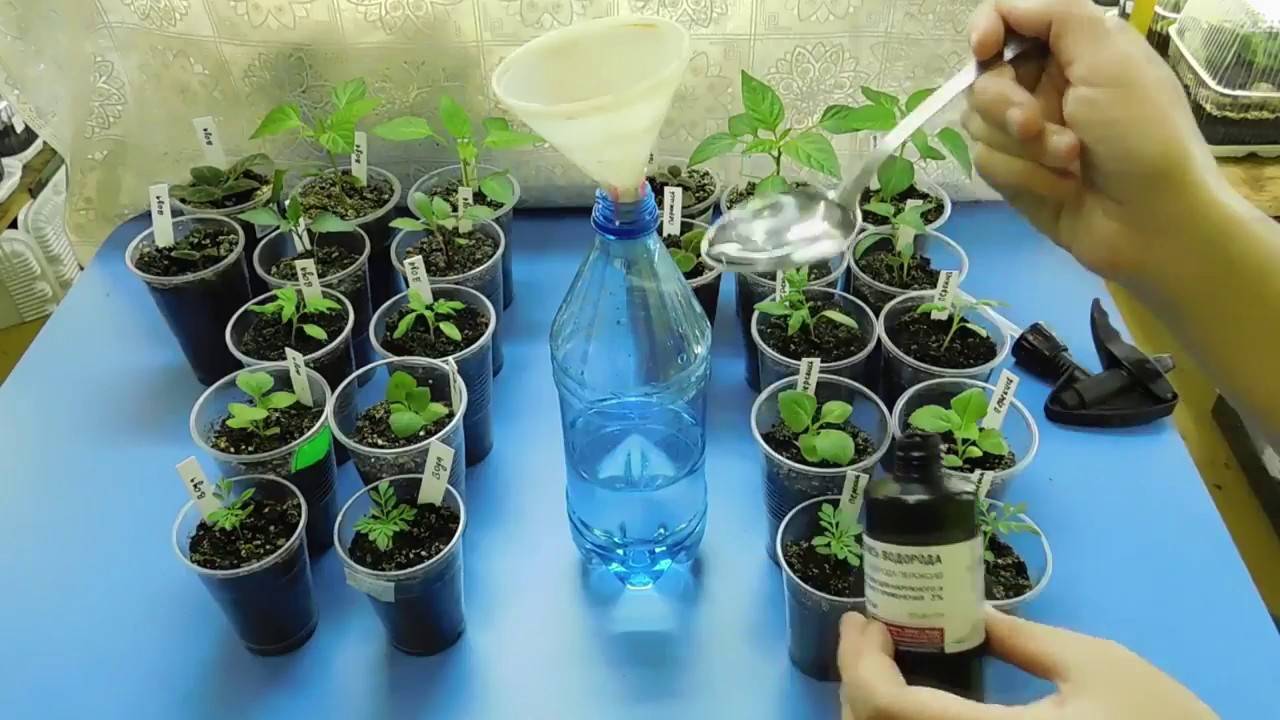 Перекись водорода для подкормки рассады томатов