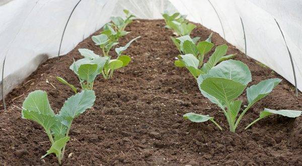 Выращивание рассады белокочанной капусты: хитрости огородника