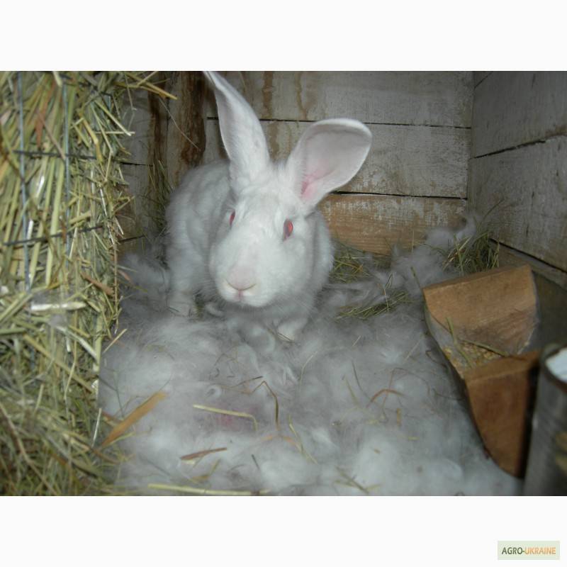 Описание породы кроликов белый паннон с фото