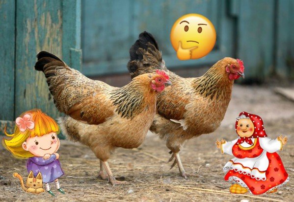 Как определить возраст курицы-несушки по гребешку?