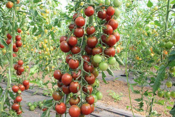 Томат "татьяна": описание и характеристики сорта, рекомендации по выращиванию, фото плодов-помидоров