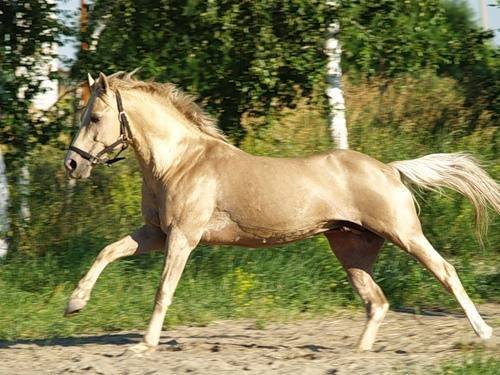 Самые дорогие породы лошадей в мире – список, стоимость, фото и видео