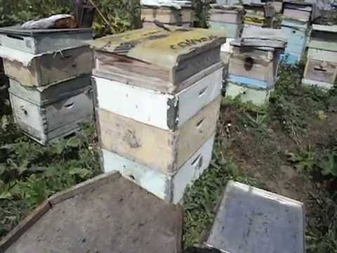 Способы размножения пчёл: отводками, маточниками, делением