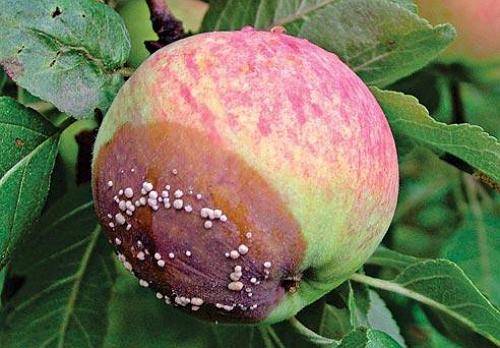 Как лечить паршу яблони правильно