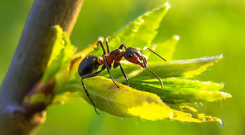 Садовые муравьи: как избавиться и как вывести народными средствами