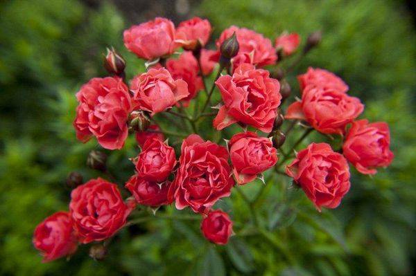Розы полиантовые: описание сортов