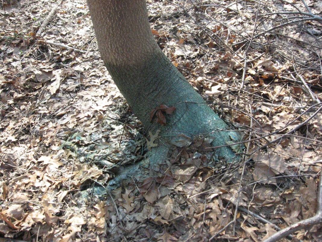 Чем полить дерево, чтобы оно быстро засохло – несколько методов