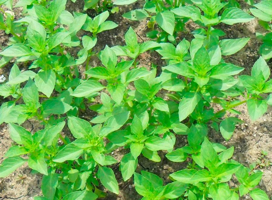Когда сажать базилик на рассаду: сроки и особенности выращивания