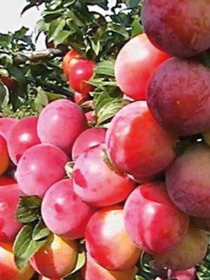 Описание сливы сорта персиковая: характеристики, фото, отзывы садоводов