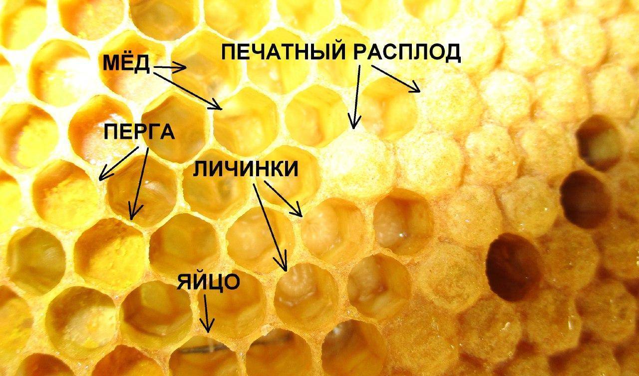 Пчёлы — википедия с видео // wiki 2