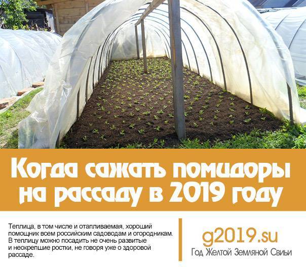 Выращиваем рассаду помидоров в домашних условиях (пошаговый мастер-класс с фото)
