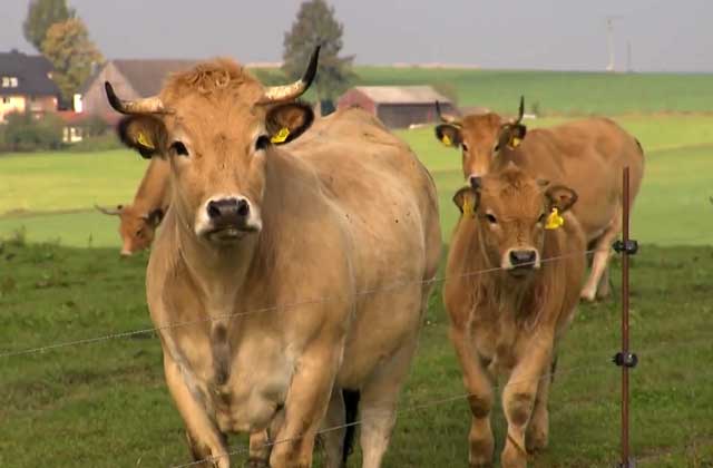 Сколько весит корова и как рассчитать её вес