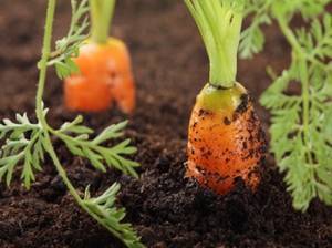 Как вырастить морковь в открытом грунте - подробная инструкция!