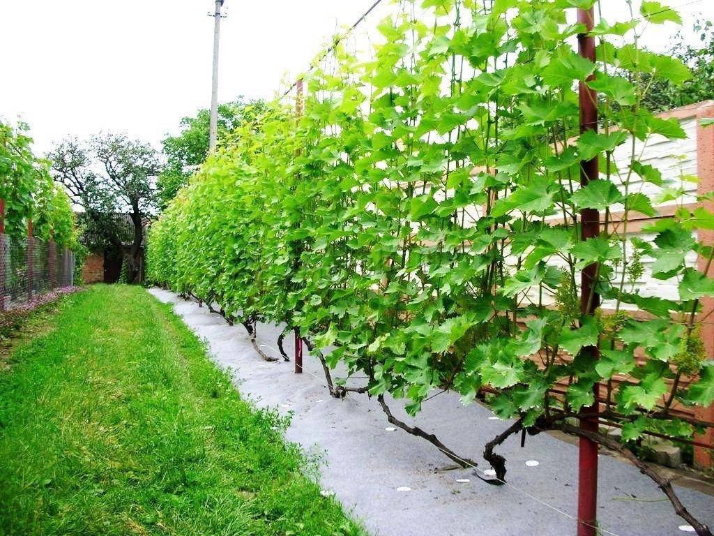 Подкормка винограда весной: чем, когда и как удобрять?