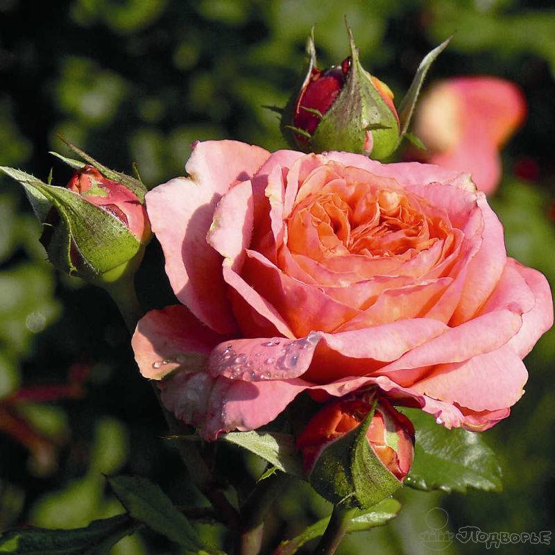 Характеристики гибридного сорта розы мария терезия: как посадить флорибунду