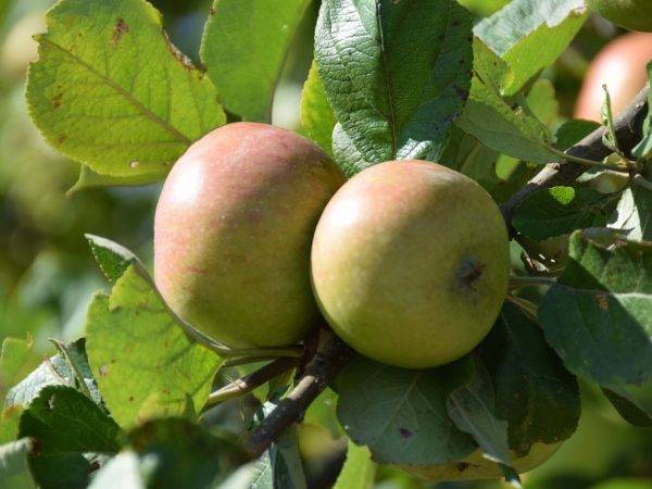 Лучшие сорта яблонь для беларуси