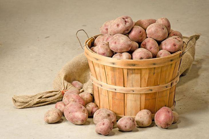 Посадка картофеля по методу митлайдера: описание, видео
