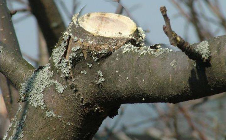Как избавиться от мха и лишайников на плодовых деревьях