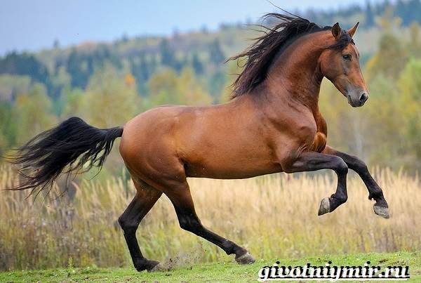 Гнедая масть лошади: какой это цвет, описание, виды масти, уход за лошадью