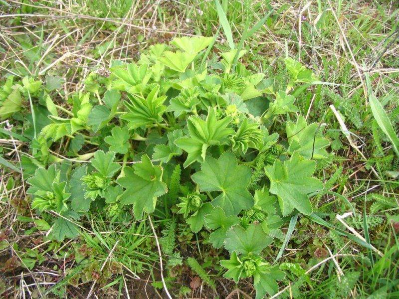 Трава манжетка — лечебные свойства, противопоказания, применение