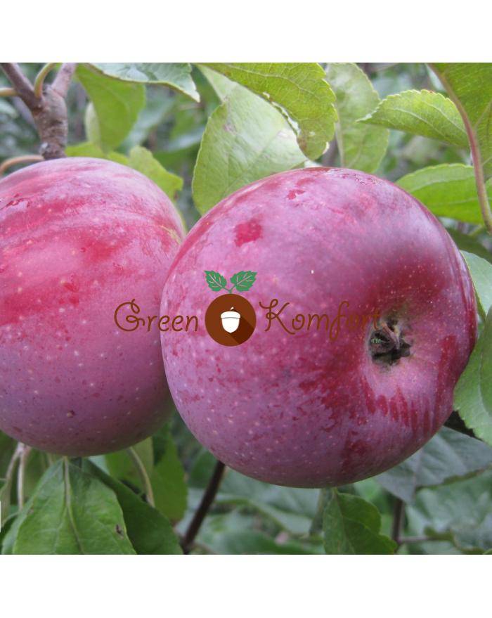 Яблоня алеся — описание сорта