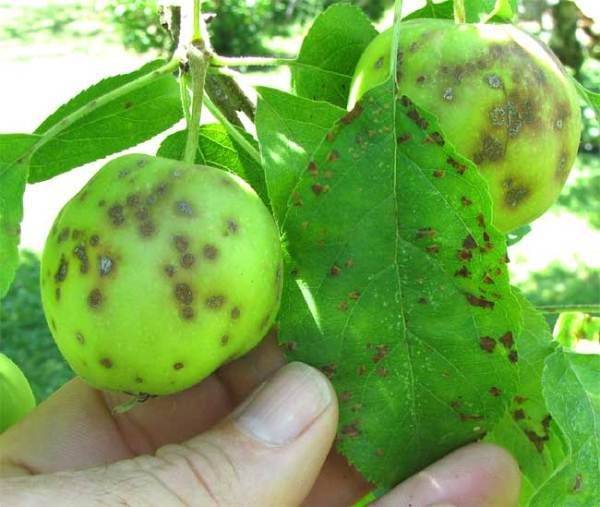 Заболевания яблонь – как их выявить и лечить