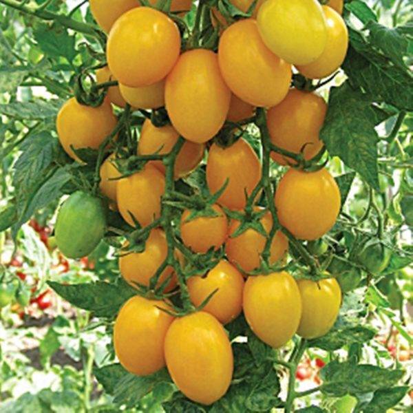 Томаты "карамель красная" f1: уникальное описание сорта помидор, урожайность, борьба с вредителями и плюсы выращивания