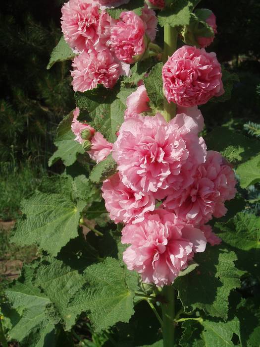 Особенности выращивания розы-шток (мальвы) из семян
