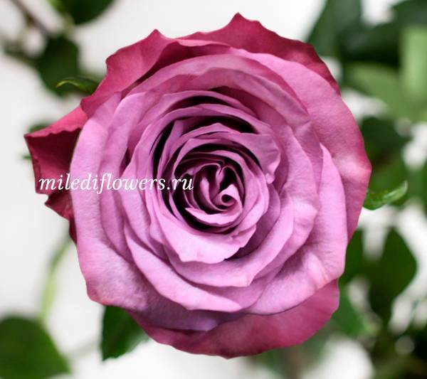 Черные розы — сорта и описания | о розе