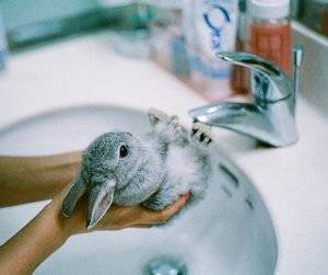 Можно ли мыть кроликов, как мыть кролика, купание декоративных кроликов, можно ли купать кролика - декоративные и карликовые кролики