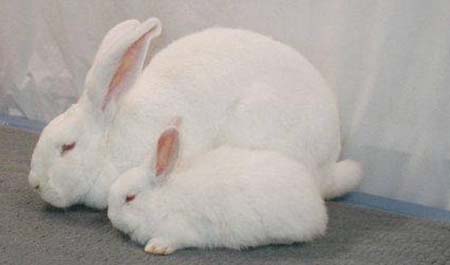 Кролики серый великан: описание породы, содержание, кормление, фото