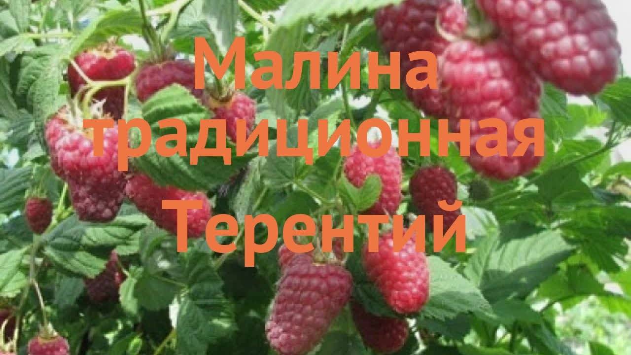 Малина татьяна фото