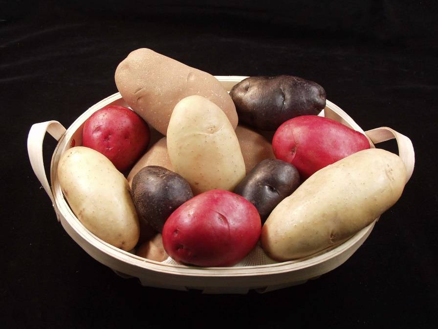 Традиционные и новые способы выращивания картофеля: плюсы и минусы каждого
