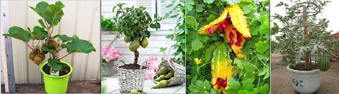7 фруктов и овощей, которые можно вырастить на подоконнике