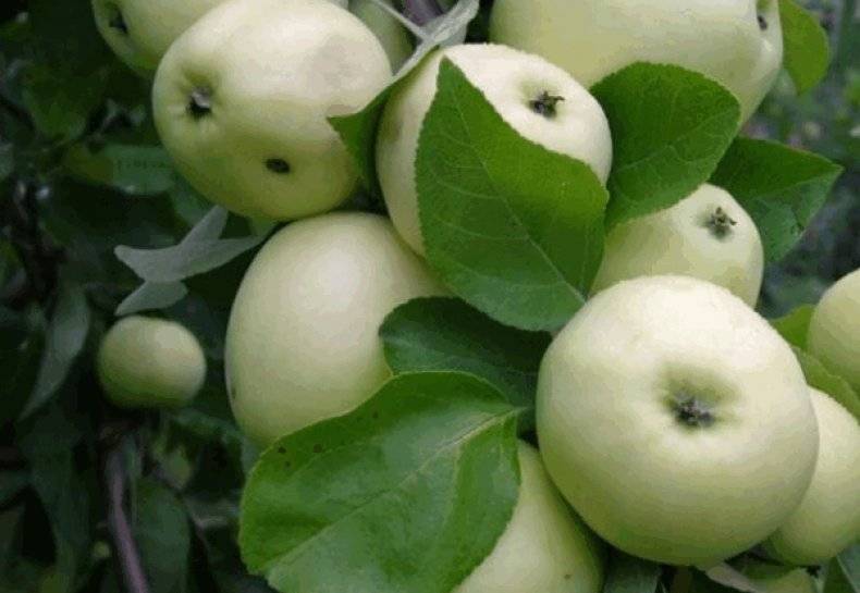 Подробная характеристика и особенности выращивания яблони сорта анис свердловский