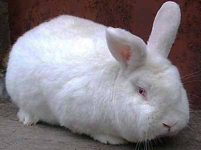 Новозеландский кролик: описание породы, фото, разновидности, содержание, отзывы