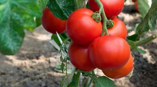 Кистевые томаты: сорта с фото, описанием и отзывами