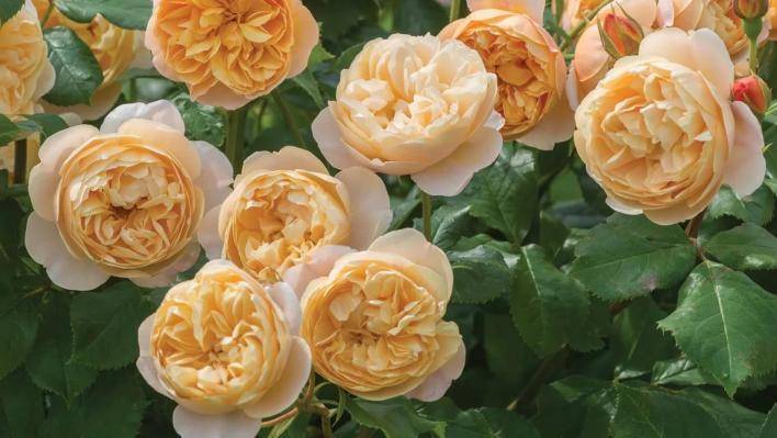 О розе Roald Dahl (Роальд Даль): описание и характеристики сорта роз Остина